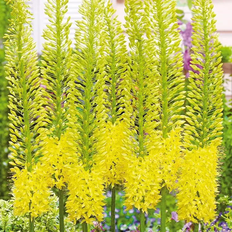 Eremurus cleopatra deals